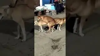 SEX ON ROAD TRIP !! dog fight  !! funny