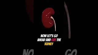 What do your kidneys ACTUALLY look like? #shorts