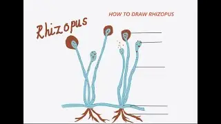 How to draw rhizopus ? 