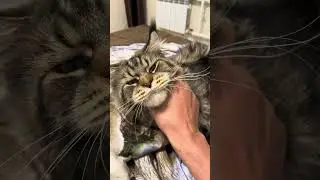Домашний Мэйн Кун