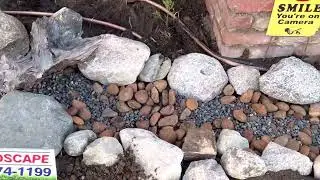 Ditch the lawn, then what?