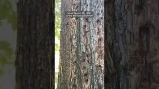 Acorn woodpeckers! #shorts