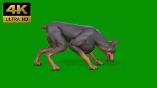 044 - Green Screen | Chroma Key | Animal 4K | Dog