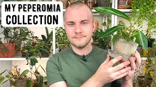 My Entire Peperomia Collection | Houseplant Show & Tell