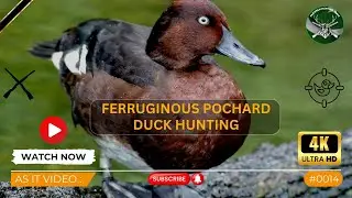 Duck Hunting | Ferruginous | As it Video # 0014