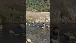 Халюша на горной реке. #germanboxer #funnydog #немецкийбоксер #дружба