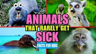 Top 10 Animals That Rarely Get Sick - Facts for Kid