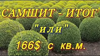 САМШИТ (БУКСУС) - результат укоренения 