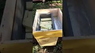 Как за кормить шестирамочник ППС