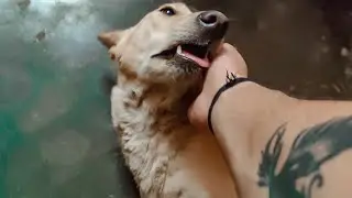 Dogs kitne cute hote hai yaar ❤️ #dog #vlog