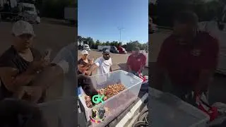 Cane Corso Pup 1st Delivery