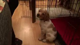 Приучение к клетке с кликером