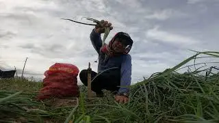 Ganito Hinahanda ang Sibuyas sa Market