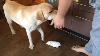 ТАКОГО ВЫ ЕЩЕ НЕ ВИДЕЛИ / видели видео лабрадор помощник