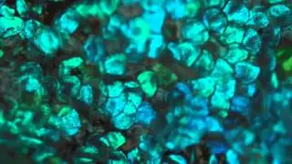 Photonic cell: Liquid-induced colour change in a beetle