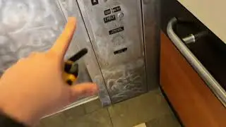 Service Dog on an Elevator