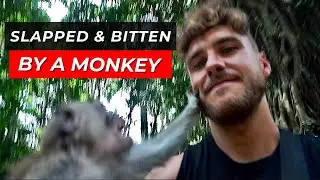 UBUD MONKEY FOREST | BALI 2022 