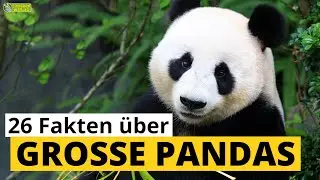 26 Steckbrief-Fakten über Große Pandas - Doku-Wissen über Tiere - für Kinder