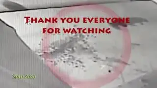 Kaplanların şehre inip Köpeklere saldırması kameralara yansıdı