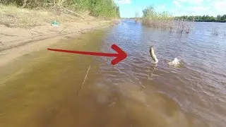КРУПНЫЙ окунь, щука, судак на спиннинг! РЫБАЛКА НА ОКЕ!