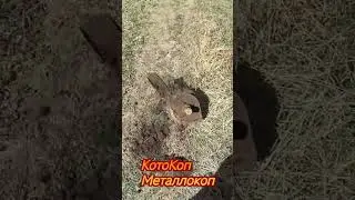 Металлокоп удался
