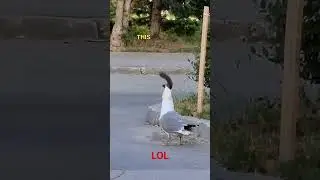 seagull swallowing squirrel