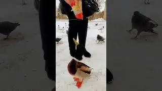 Утка в Пушкине. Утки умеют прыгать.