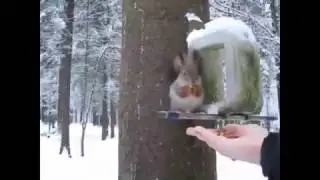 Белочка кушает орешки