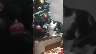 🥳🍾🥂 Праздники закончились 😸🌲Веник хотел разобрать ёлку, но она не поддаётся😁