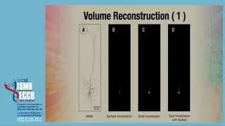 Reconstruction and visualization of large-scale... - Marwan Abdellah - BioVis - ISMB/ECCB 2017