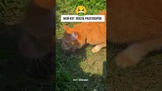 🤮Когда психолог сказал, расскажите свои проблемы коту 