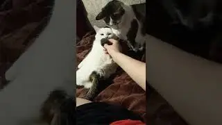 съела мышь