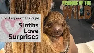 A Surprise Proposal - Featuring Winchester the Sloth