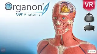 3D Organon VR Anatomy. the world’s first fully-featured Virtual Reality anatomy atlas