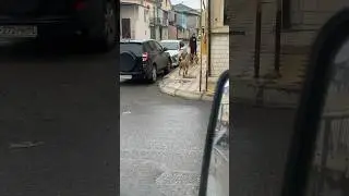 Сабачий хипиш на Чкалова