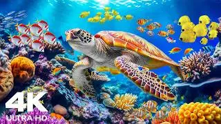 Marvel at the Wonders of Sea Creatures in The Best 4K ULTRA HD Aquarium – Peaceful Journey