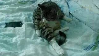 Кошка моется
