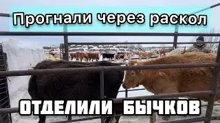 Отделили бычков от матерей
