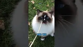 We're Ragdoll Cats: Things to Know