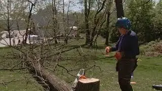 Tim Felling Cuts 