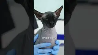 Сфинкс родом из Египта? МИФЫ о сфинксах 