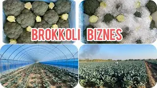 Brokkoli biznesi va yangiliklari        Давай учим вращение брокколи 