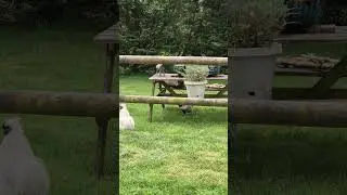 Nunca vi este animal antes.
