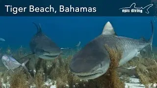 A Day at Tiger Beach