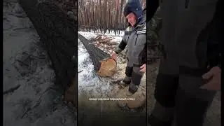 ВЫРУБИМ 500 ГЕКТАР ЛЕСА ПОД НОЛЬ