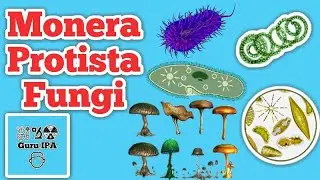 Kingdom Monera Protista Fungi - Classification of Living Things - 5 kingdom classification system
