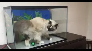 Домашние животные моих друзей