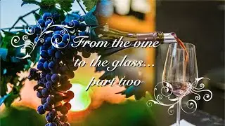 From the Vine to the Glass Part Two: The Winery