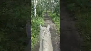 Это я иду на работу #работа #лошади #юмор  #shorts #топ #смешные  #motivation