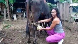 ordeño manual
